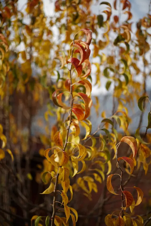 Autumn leaves closeup